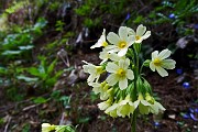 75 Primula odorosa (Primula veris)